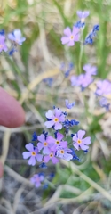 Primula stricta, photograph (c) Andreas Schneider, some rights reserved (CC BY)