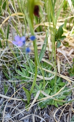 Primula stricta, photograph (c) Andreas Schneider, some rights reserved (CC BY)