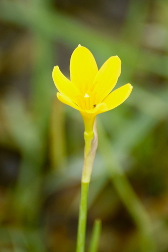 Image of Zephyranthes pulchella by (c) psweet, some rights reserved (CC BY-SA)