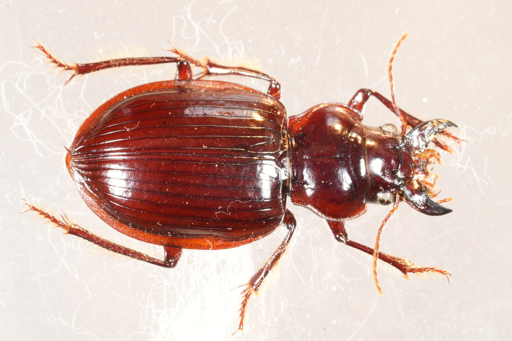 Heteracantha