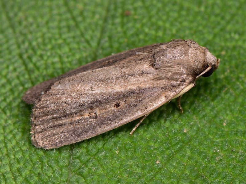 Porter's Rustic