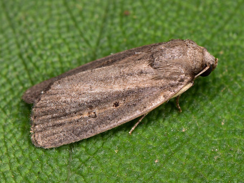 Porter's Rustic