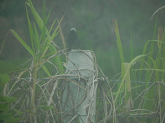 Arundinicola leucocephala