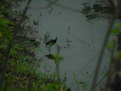 Jacana jacana