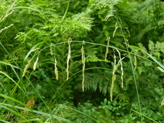 Torreyochloa pallida