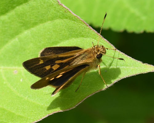 Cymaenes limae