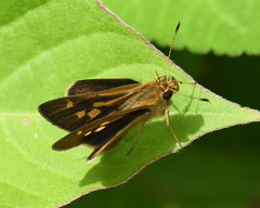 Cymaenes limae