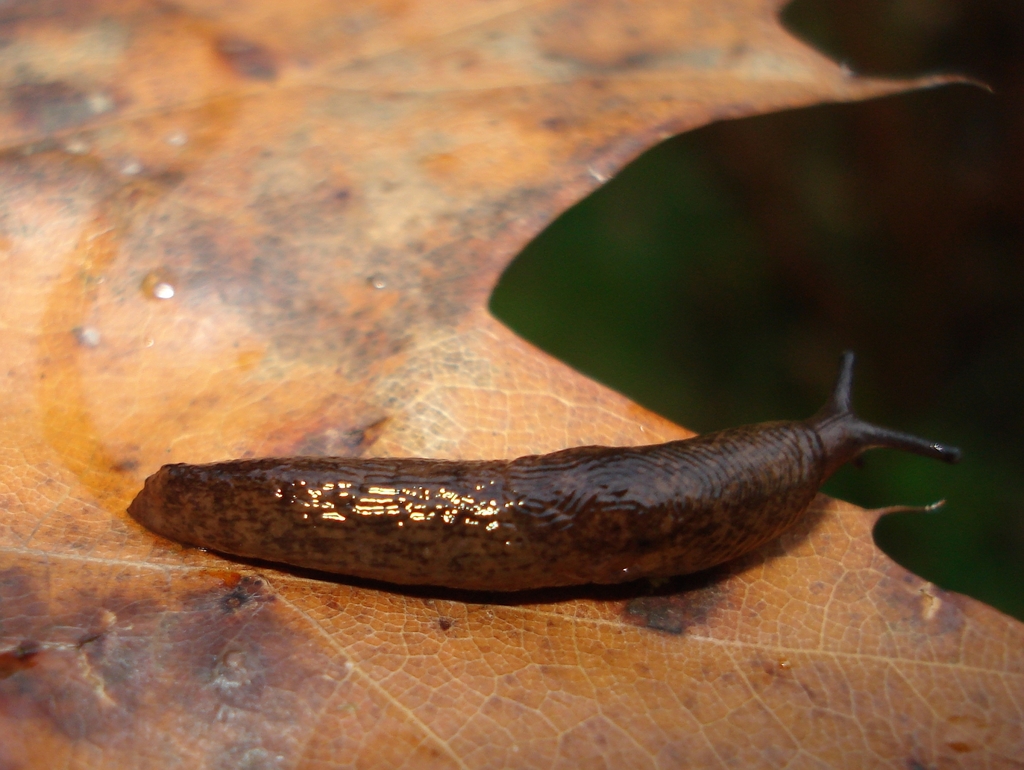 Sicilian Slug