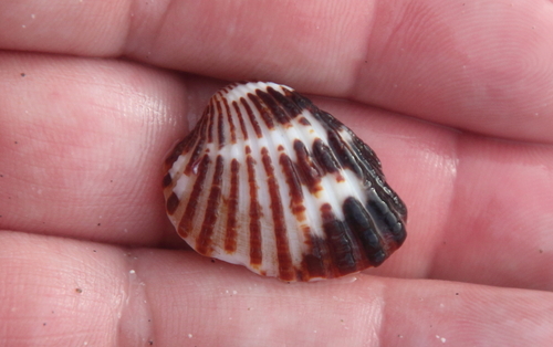 Cardites tricolor