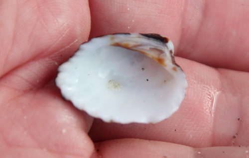 Cardites tricolor