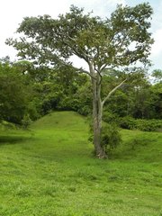 Psarocolius decumanus