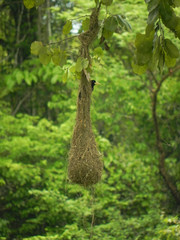 Psarocolius decumanus