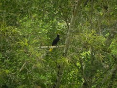 Psarocolius decumanus