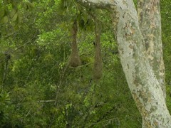 Psarocolius decumanus