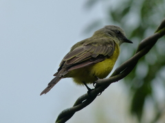 Myiozetetes granadensis