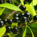 Alderleaf Buckthorn - Photo (c) mhays, some rights reserved (CC BY-NC), uploaded by mhays