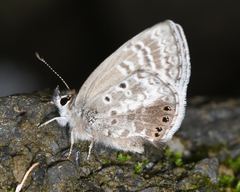 Hemiargus martha