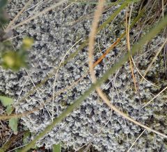 Racomitrium pruinosum