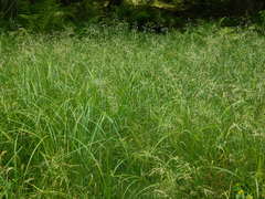 Torreyochloa pallida