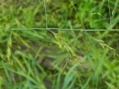 Torreyochloa pallida