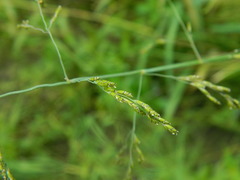 Torreyochloa pallida