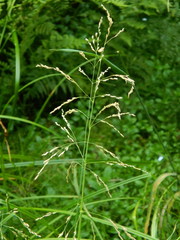 Torreyochloa pallida