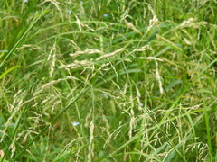 Torreyochloa pallida