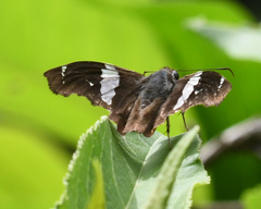 Image of Spathilepia clonius