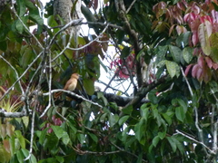 Pachyramphus cinnamomeus