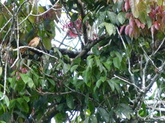 Pachyramphus cinnamomeus