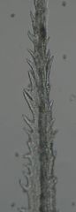 Racomitrium pruinosum