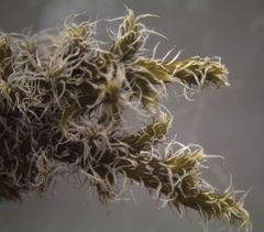 Racomitrium pruinosum