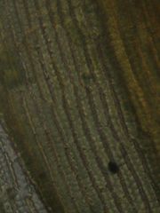 Racomitrium pruinosum