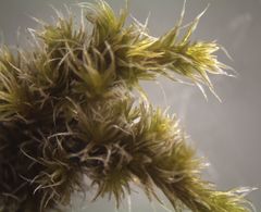 Racomitrium pruinosum