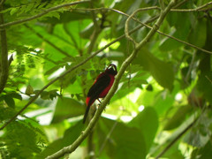 Ramphocelus dimidiatus