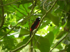 Ramphocelus dimidiatus