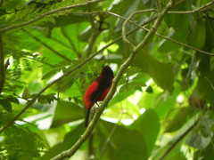 Ramphocelus dimidiatus