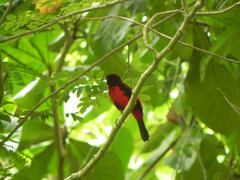 Ramphocelus dimidiatus