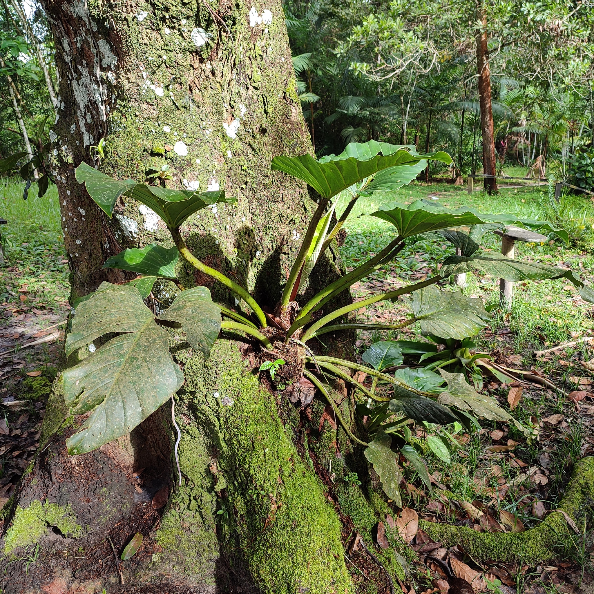 Philodendron melinonii