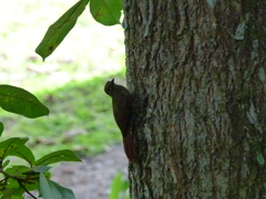 Dendrocincla fuliginosa
