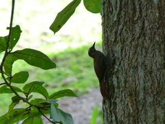 Dendrocincla fuliginosa
