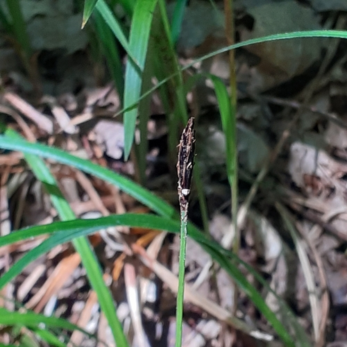 Carex pilosa iNat (2)