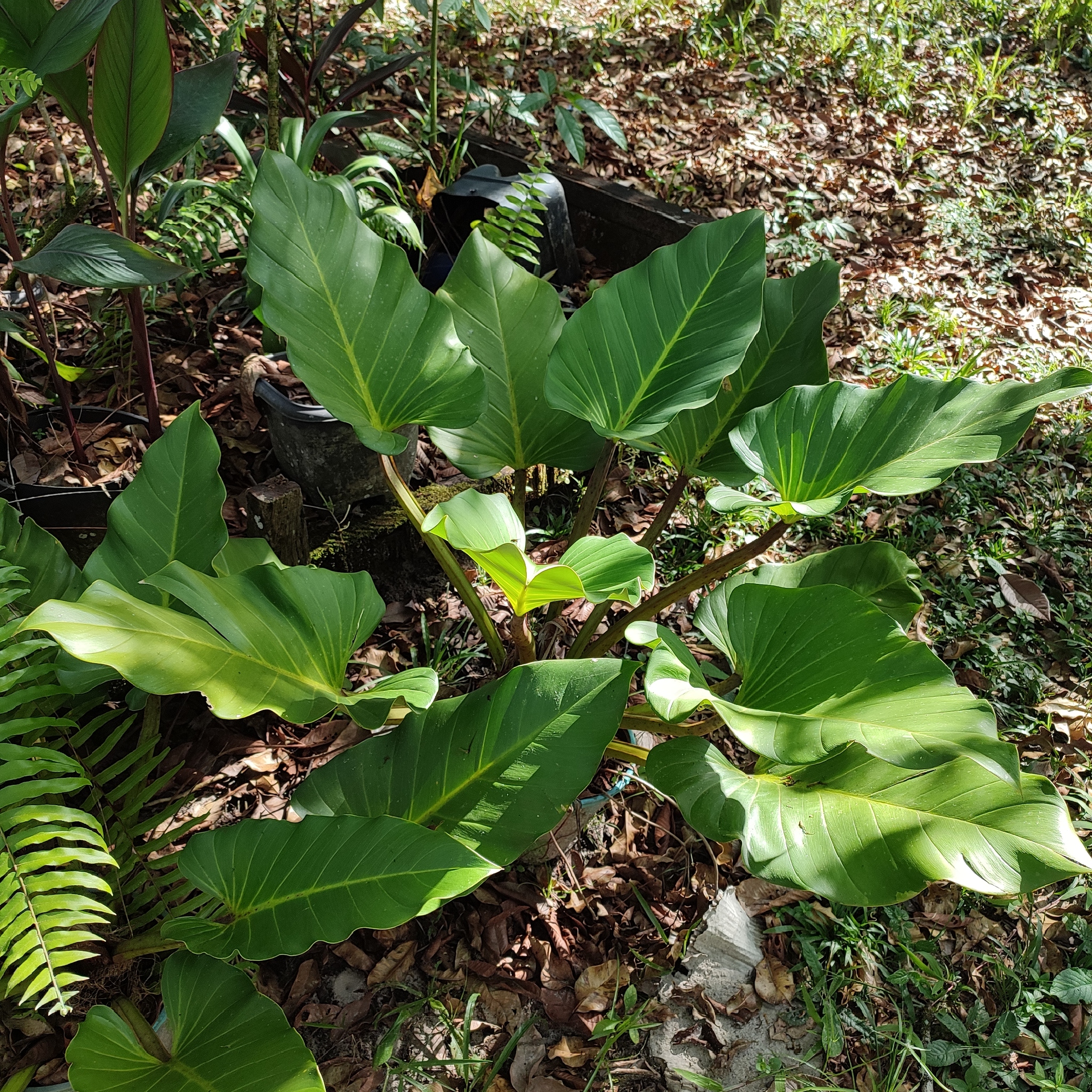 Philodendron melinonii