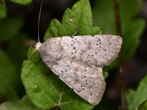 Hoplodrina respersa (Denis & Schiffermüller), 1775