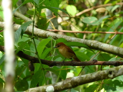 Pachyramphus cinnamomeus