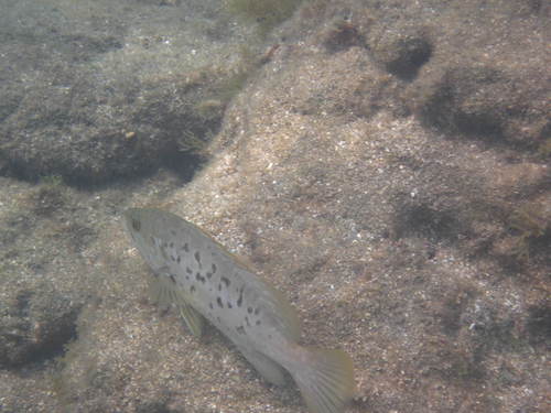 Mycteroperca fusca