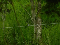 Chloroceryle americana