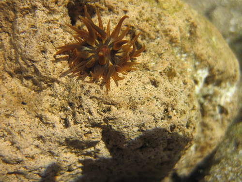 Anemonia sargassensis