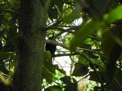 Ramphocelus dimidiatus