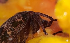Inca bonplandi